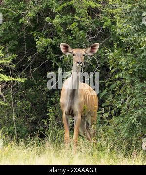 Der Großkudu ist eines der größten Mitglieder der Antilopenfamilie Afrikas. Sie sind schüchterne und aufmerksame Browser, die in kleinen Gruppen in dickem Busch leben. Stockfoto