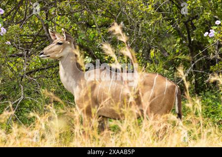 Der Großkudu ist eines der größten Mitglieder der Antilopenfamilie Afrikas. Sie sind schüchterne und aufmerksame Browser, die in kleinen Gruppen in dickem Busch leben. Stockfoto