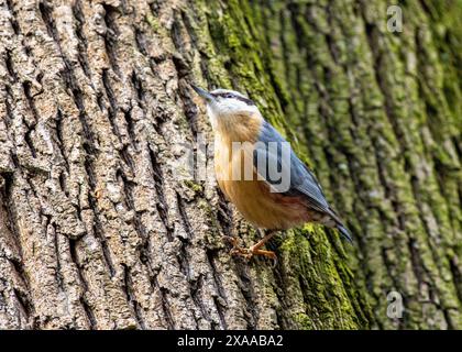Ein gewöhnlicher Nackenvogel (Sitta europaea), der auf einem Baum thront Stockfoto