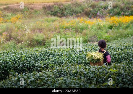 Ein Mädchen auf der Teeplantage in Mai Chau, Vietnam Stockfoto