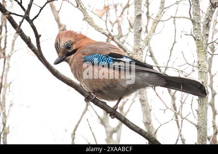 Ein jay (Garrulus glandarius), der auf einem Baumzweig in einem Wald ruht Stockfoto