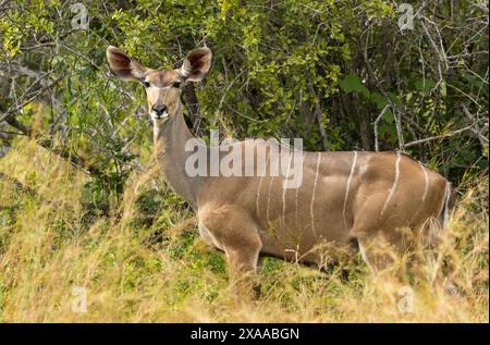 Der Großkudu ist eines der größten Mitglieder der Antilopenfamilie Afrikas. Sie sind schüchterne und aufmerksame Browser, die in kleinen Gruppen in dickem Busch leben. Stockfoto