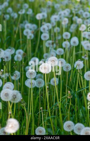 Eine wunderschöne Landschaft mit Löwenzahn blüht auf einer Wiese. Stockfoto