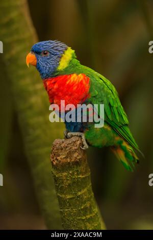 Farbenfrohe Regenbogenlorikeet auf einem Zweig im Wald Stockfoto