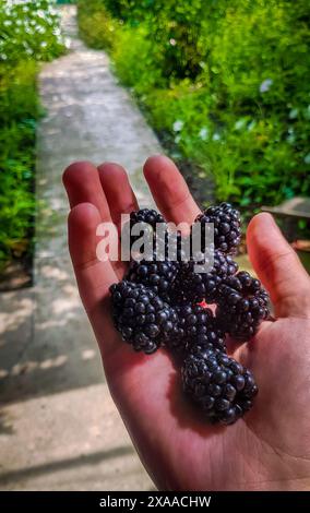 Eine Hand, die frische Brombeeren am Straßenrand im Garten hält Stockfoto