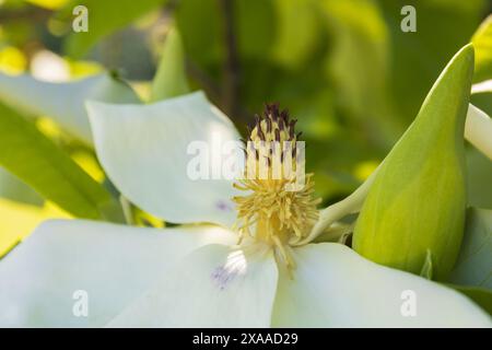 Nahaufnahme einer weißen Magnolienblüte und Knospe vor grünem Laub an einem sonnigen Sommertag Stockfoto