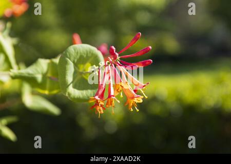 Nahaufnahme einer roten Geißblatt-Blume vor einem verschwommenen Hintergrund von grünem Laub an einem sonnigen Sommertag Stockfoto