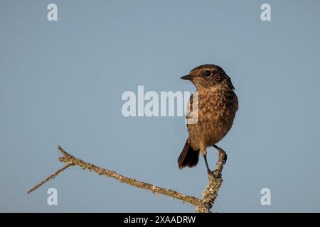 Ein weiblicher europäischer Stonechat (Saxicola rubicola) Vogel, der auf einem Baumzweig thront Stockfoto