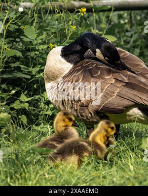 Die Mutter Gans und zwei Küken auf üppigem grünem Gras mit Pflanzen im Hintergrund Stockfoto