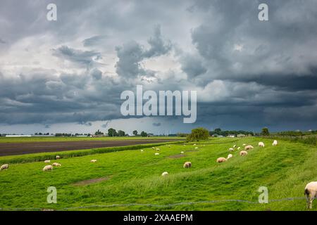 Schafherde auf einem Deich in der niederländischen Landschaft mit einem dunklen Himmel von einem Gewitter im Hintergrund. Stockfoto