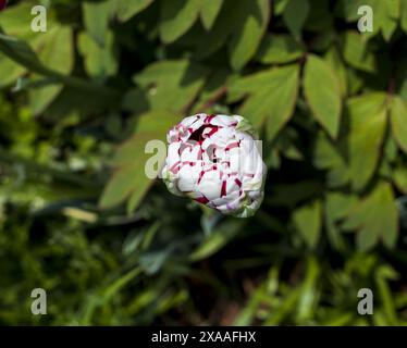 Nahaufnahme von oben mit einer weißen rosafarbenen Papageientulfenblüte auf verschwommenem grünem Hintergrund Stockfoto