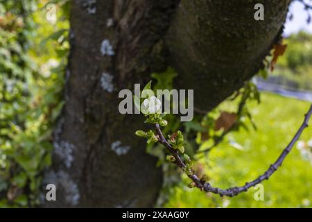 Nahaufnahme eines alten Obstbaumstammes mit Hedera-Rebe, die auf einem grünen Gartenrasen wächst Stockfoto