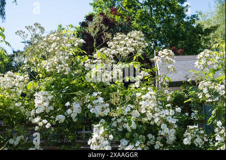 Rambling Rector Rambling Rose Rosa Rosaceae in Blüte im englischen Vorstadtgarten England, Großbritannien Stockfoto