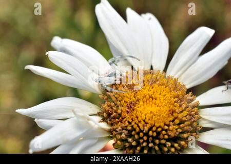 Supermakro-dorsale Ansicht der Milchblumenspinne, Zygometis xanthogaster, auf Rinde, South Australia. Hochwertige Fotos Stockfoto