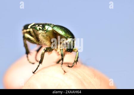 Ein grüner goldener Bronzekäfer sitzt auf einem menschlichen Finger, seitlich. Stockfoto