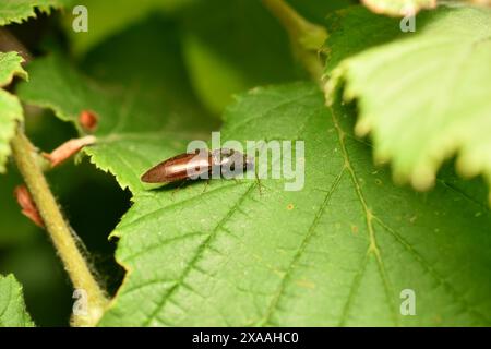 Athous haemorrhoidalis auf dem Weg ins Grüne. Hochwertige Fotos Stockfoto