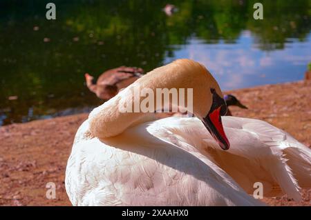 Swan im St. James's Park London. Stockfoto