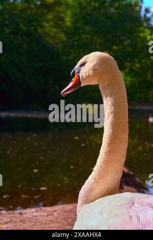 Swan im St. James's Park London. Stockfoto