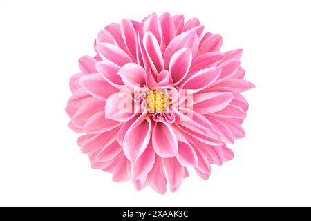 Blühende rosa Blume einer Dahlien isoliert auf weißem Hintergrund, Nahaufnahme im Studio Stockfoto