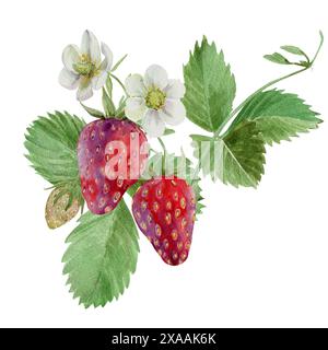 Reife Erdbeeren mit Blumen und Laub, gezeichnet in Aquarell für die Gestaltung von Etiketten und Menüs Stockfoto