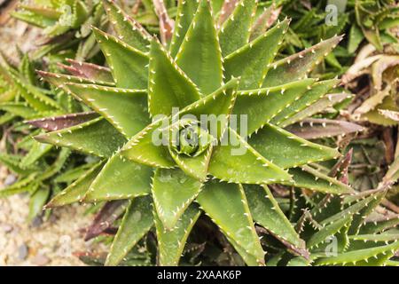 Flache Nahaufnahme eines großen grünen Aloe-Sukkulenten Stockfoto