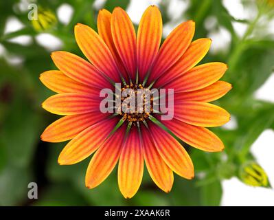 Blume eines Osteospermum ecklonis, Cape Gänseblümchen oder afrikanische Gänseblümchen mit einer farbenfrohen Kombination von Blumen von Orange bis Violett Stockfoto