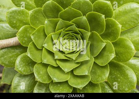 Flache Nahaufnahme eines großen grünen Sukkulenten Stockfoto