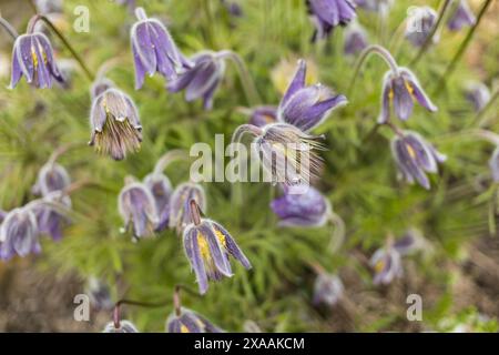 Nahaufnahme einer violetten Pasque-Blüte, die auf einer Wiese wachsen, wild blühende Pflanzen auf verschwommenem Hintergrund Stockfoto