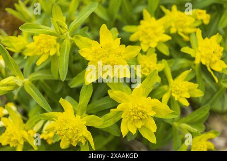 Nahaufnahme einer blühenden Kissenpflanze mit gelben Blüten Stockfoto