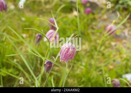 Nahaufnahme einer blühenden Fritillaria Pflanzen auf einer Wiese, wilde lila Blumen auf grünem, verschwommenem Hintergrund Stockfoto