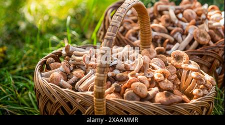 Pilze im Korb. Köstliche frisch geerntete Wildpilze aus dem lokalen Wald, Pilze in einem Korb auf grünem Gras Stockfoto