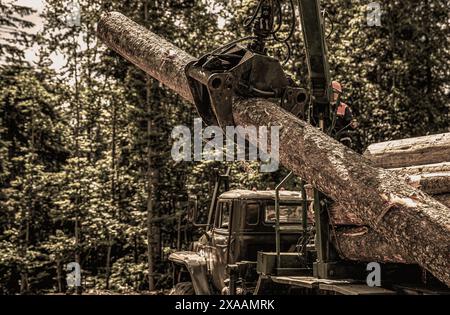 Laden von Protokollen auf einen LKW mit Protokollierung. Tragbarer Kran auf einem Holzfäller. Forstwirtschaftliche Traktoren, Lkws und Holzfäller Maschinen. Fällen von Bäumen, Fällen von Bäumen Stockfoto