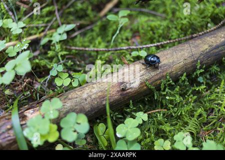 Nahaufnahme einer hellen schwarzen Wanze auf einem alten Baumstamm im grünen Moosfußboden Stockfoto