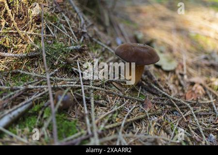 Nahaufnahme eines braunen Bohnenpilzes im Nadelwald Stockfoto