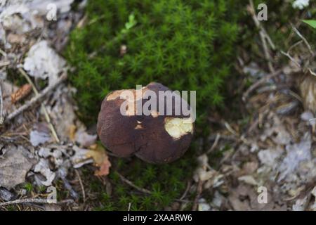 Flache Fotografie eines braunen Penny Brötchen Pilzes auf dem grünen moosigen Waldgrund Stockfoto