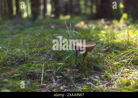 Nahaufnahme von der Seite eines braunen Braunkerpilzes auf dem grünen Graswald Stockfoto