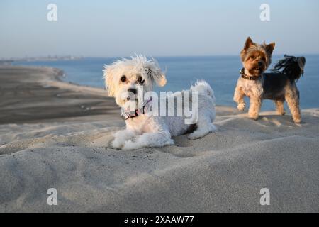 Zwei kleine Hunde spielen in der Wüste am Meer Stockfoto