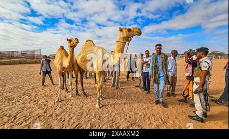 Kamelmarkt, Burao, Südost-Somaliland, Somalia, Afrika Stockfoto