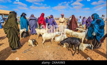 Gruppe von Frauen und Ziegen auf dem Viehmarkt in Burao, Südost-Somaliland, Somalia, Afrika Stockfoto