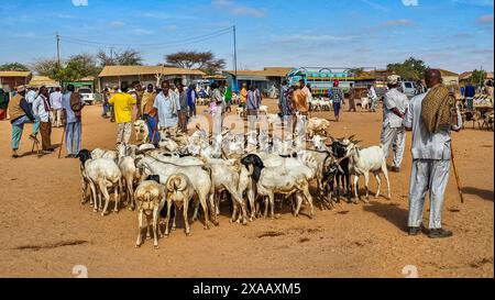 Ziegen auf dem Viehmarkt in Burao, Südost-Somaliland, Somalia, Afrika Stockfoto