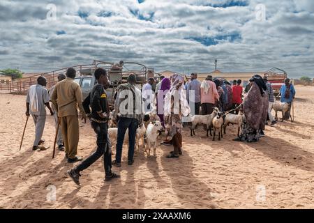 Ziegen auf dem Viehmarkt in Burao, Südost-Somaliland, Somalia, Afrika Stockfoto