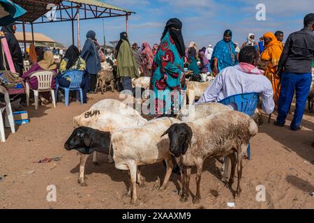 Verhüllte Frauen und Ziegen auf dem Viehmarkt in Burao, Südost-Somaliland, Somalia, Afrika Stockfoto