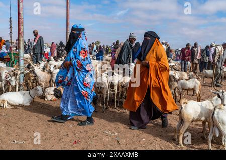 Verhüllte Frauen und Ziegen auf dem Viehmarkt in Burao, Südost-Somaliland, Somalia, Afrika Stockfoto