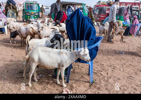 Ziegen auf dem Viehmarkt in Burao, Südost-Somaliland, Somalia, Afrika Stockfoto