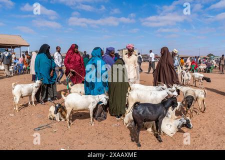 Ziegen auf dem Viehmarkt in Burao, Südost-Somaliland, Somalia, Afrika Stockfoto