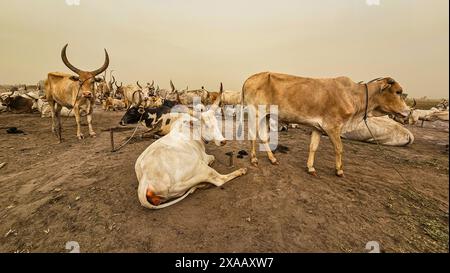 Dinka-Rinderlager, Bor, Zentralregion, Südsudan, Afrika Stockfoto