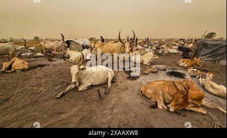 Dinka-Rinderlager, Bor, Zentralregion, Südsudan, Afrika Stockfoto