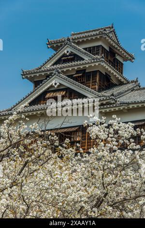 Kirschblüte im japanischen Schloss Kumamoto, Kumamoto, Kyushu, Japan, Asien Stockfoto