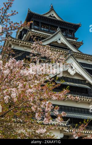 Kirschblüte im japanischen Schloss Kumamoto, Kumamoto, Kyushu, Japan, Asien Stockfoto