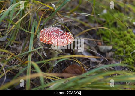 Seitliche Aufnahmen eines Fliegenpilzes in einem alten Herbstgras in den österreichischen Alpenbergen Stockfoto